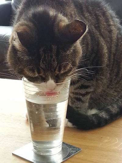 Kat die uit een glas drinkt als illustratie bij de pagina over Flow Remedies voor dieren