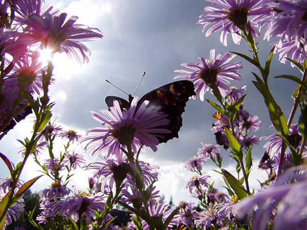 Afbeelding van vlinder als illustratie bij de Flow Remedies homepage